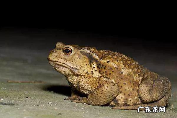 听过说没见过 在你的家乡,你有没有见过或者听过有关动物的恐怖事件