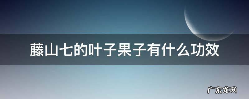 藤山七的叶子果子有什么功效