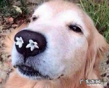 狗几天认主人 狗是怎么样认出主人的