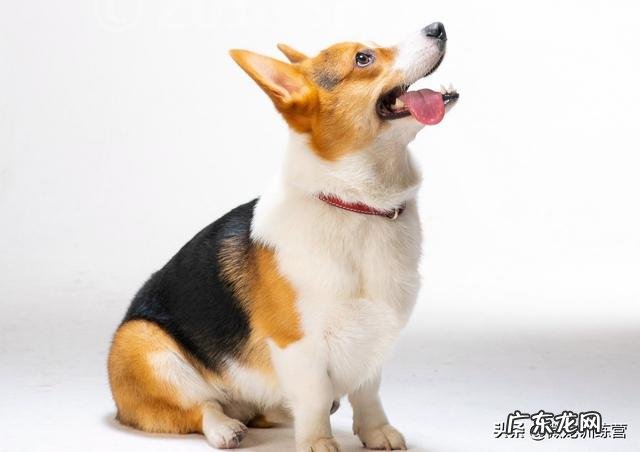 纯种泰迪犬 肩高35cm以下有哪些比较好的狗狗推荐