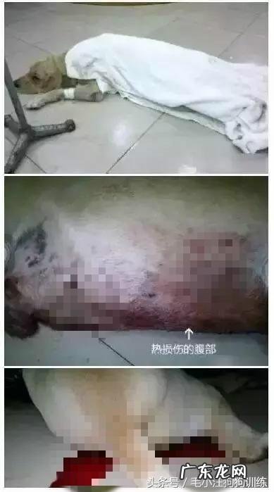 阳台 阿拉斯加阳台暴晒死亡，狗狗中暑有多可怕