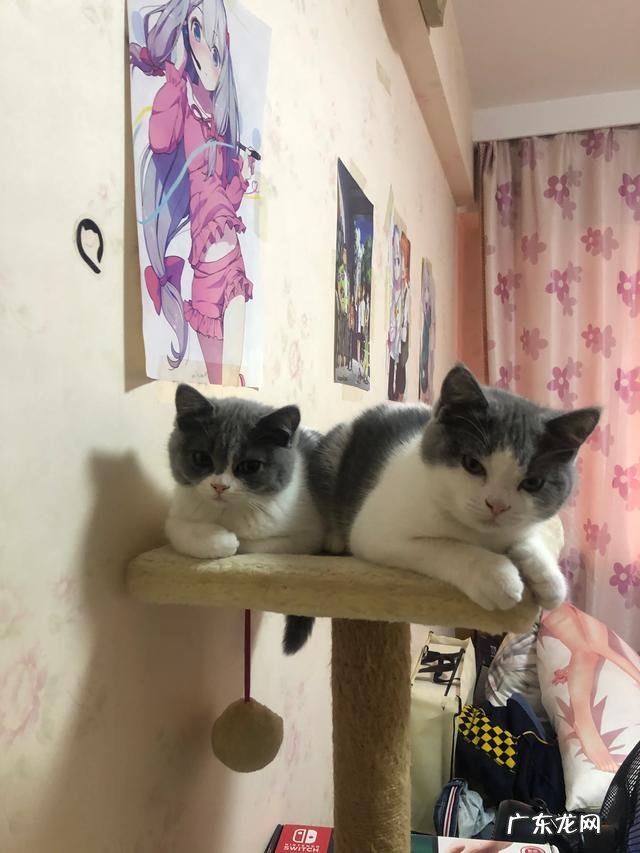 听到死去亲人的哭声 毛孩子走了，主人伤心的哭声比亲人的去世还要悲痛，你能理解吗