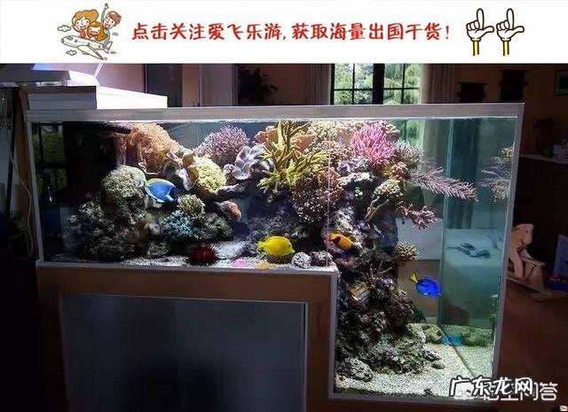 鱼缸鱼往出跳预示什么 旅游出外,鱼缸里的鱼该怎么办呢
