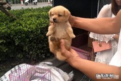 去狗市场怎么挑狗 去狗市买金毛要注意什么