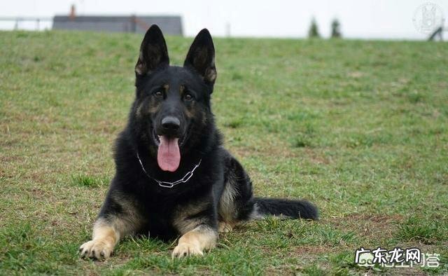 狗为什么称为犬 哪种狗被称为“全能犬种”