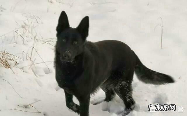 狗为什么称为犬 哪种狗被称为“全能犬种”