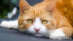 猫咪对主人有感情吗 猫会认主人吗