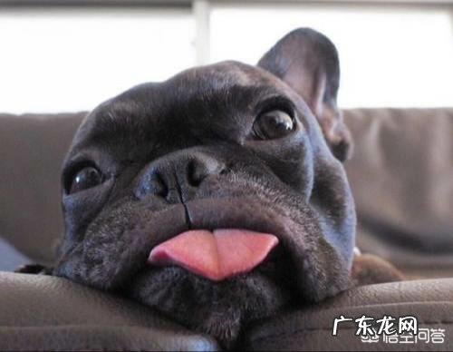 法国斗牛犬的优缺点 法国斗牛犬明明就很可爱,为什么相对来说养的人不多