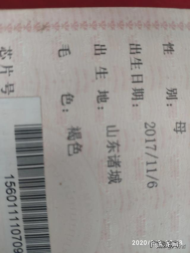 马犬从小到大的毛色变化 马犬什么颜色最正宗