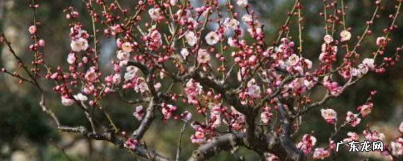 今年苏州什么时候出梅,苏州今年什么时候入梅什么时候出梅