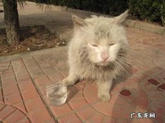 爱心人士的意思 小区里的猫越来越多，爱心人士还经常投放猫粮，对此你怎么看