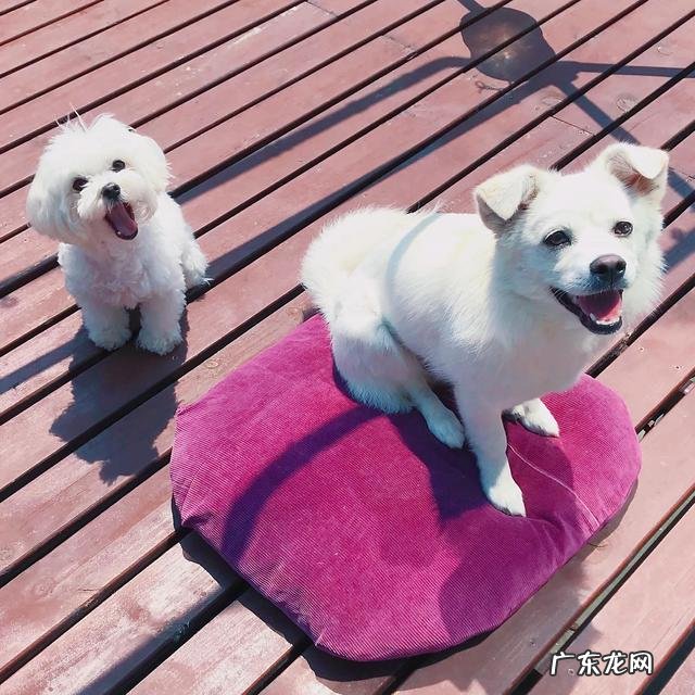 出去吃饭吃什么 狗狗吃什么最经济实惠