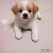 什么东西会越来越少 为什么感觉现在养猫的越来越多，养狗的却越来越少