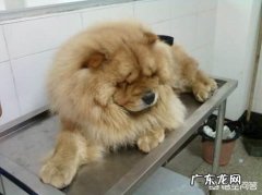 狗狗病了死前的前兆 狗狗临死前会有哪些征兆