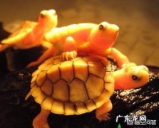 什么乌龟最好养