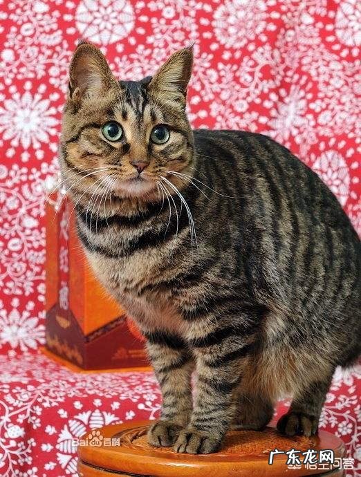 狸花猫 为什么狸花猫被国际承认是中国本土纯种猫,而山东狮子猫却没被国际承认呢