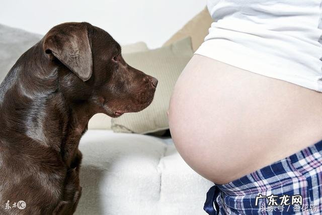 老婆怀孕了,狗狗该怎么办