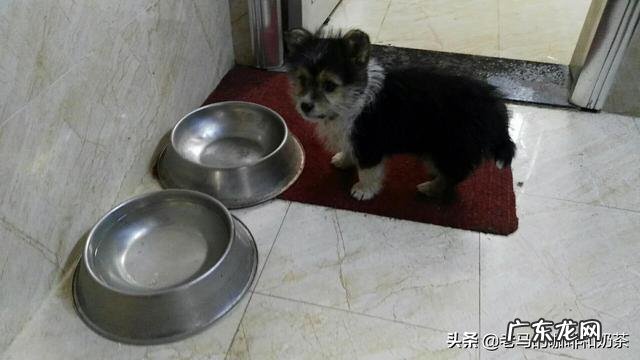 一个月的边牧幼犬一顿吃多少 50天的边牧幼犬晚上一直叫,好像不想住在笼子里面,有什么办法可以让它不叫