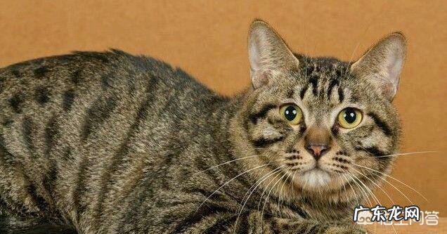 橘猫和狸花猫 怎么挑选一只优秀的狸花猫