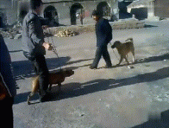 我国本土有哪些狗可以打败比特犬