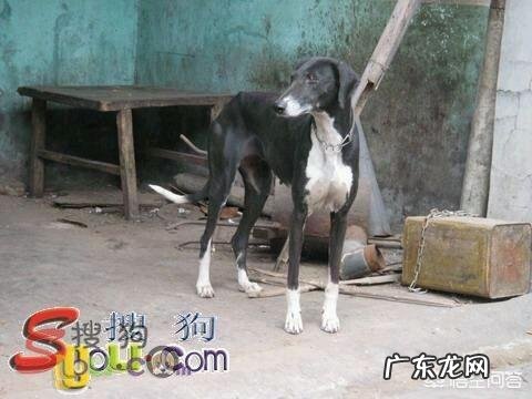 我国本土有哪些狗可以打败比特犬