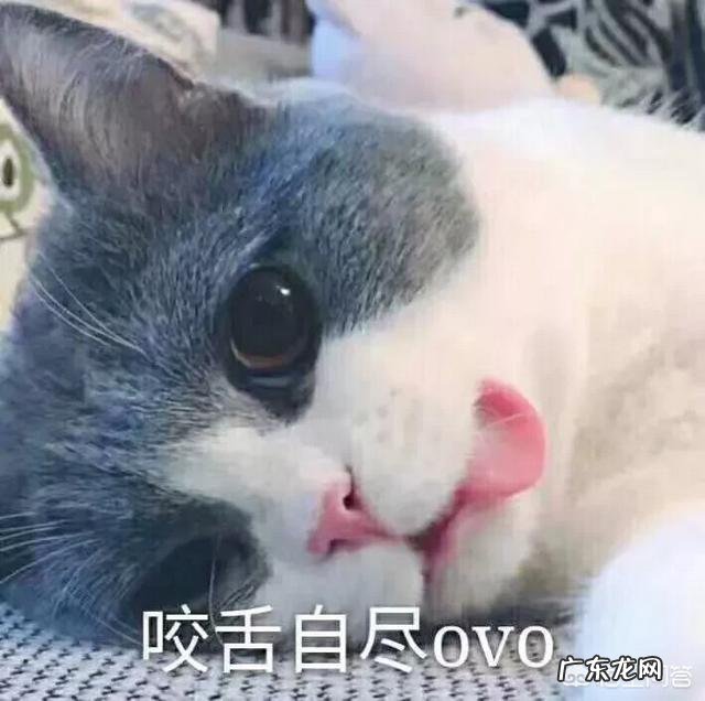 猫咪对主人有感情吗 猫咪知道谁是主人吗