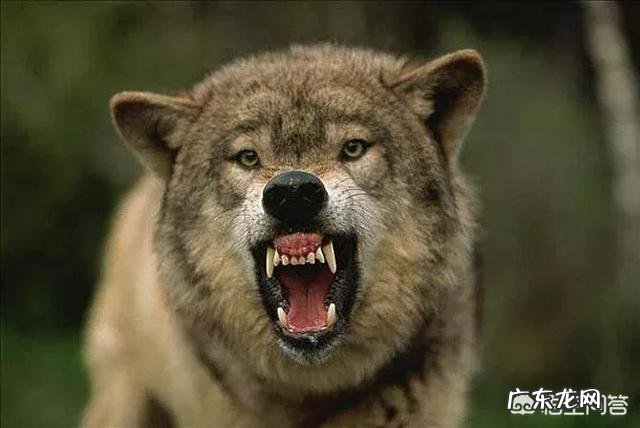 我们训练有素 如果一只训练有素的比特犬对付一只大灰狼,比特犬需要多久可以搞定