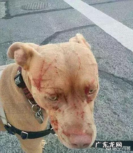 我们训练有素 如果一只训练有素的比特犬对付一只大灰狼,比特犬需要多久可以搞定