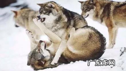 我们训练有素 如果一只训练有素的比特犬对付一只大灰狼,比特犬需要多久可以搞定