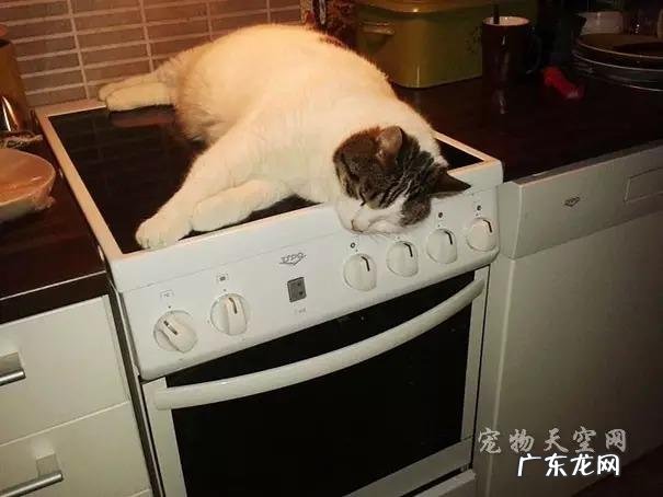 备孕能养宠物吗 家里有养宠物,可不可以装明装散热片呢