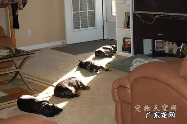 备孕能养宠物吗 家里有养宠物,可不可以装明装散热片呢