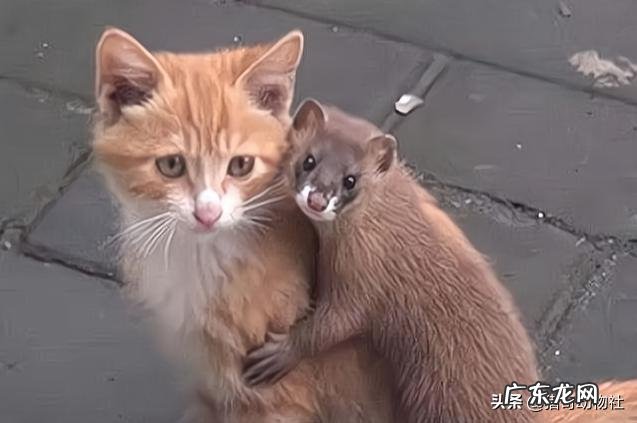 猫能打败黄鼠狼吗