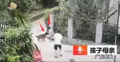 鬼獒 走路上被恶狗袭击，打狗头可以自救吗