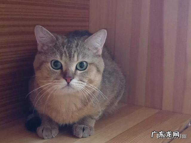 猫舍买猫流程 猫舍怎么处理那些品相差的猫