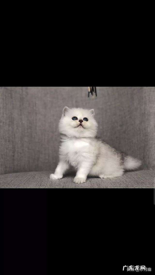 猫舍买猫流程 猫舍怎么处理那些品相差的猫