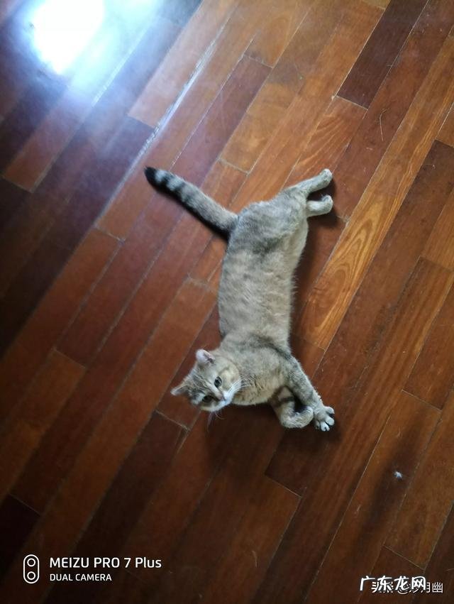 猫舍买猫流程 猫舍怎么处理那些品相差的猫