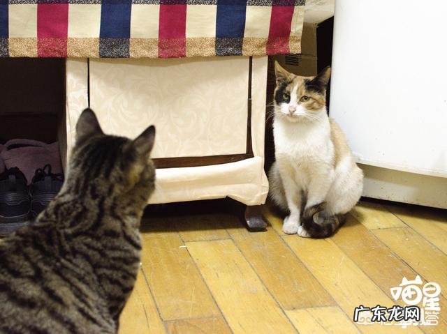 猫九 养猫时间久了是种什么体验