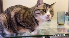 猫九 养猫时间久了是种什么体验