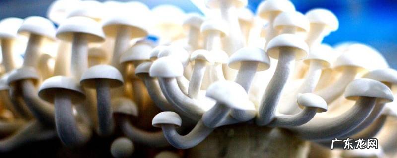 玉菇怎么挑,玉菇怎么挑选比较甜的图片