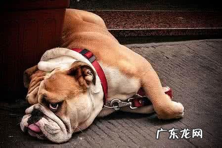 为什么这么懒 你见过最懒的狗狗有多懒