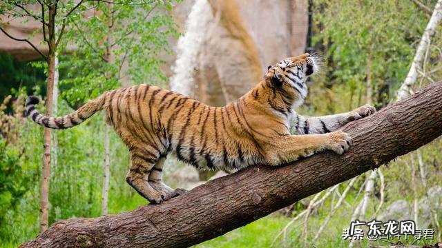 猫和老虎哪个反应快 老虎唯一治不了猫的地方就是猫会上树而老虎不会上树,是这样吗