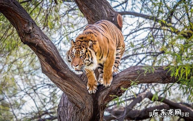 猫和老虎哪个反应快 老虎唯一治不了猫的地方就是猫会上树而老虎不会上树,是这样吗
