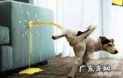 狗在家到处拉尿怎么办? 狗为什么会在家里尿尿