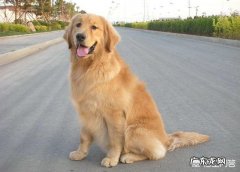 金毛犬幼犬 金毛犬有什么缺点