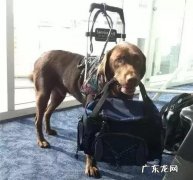 为什么很多人喜欢拉布拉多