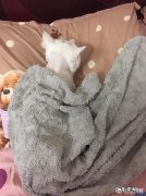 猫为什么总爱睡在被子上