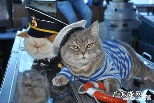 中国海军军舰舷号表 为何军舰上要养一只“舰猫”