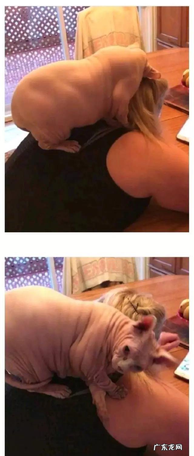 见过最丑的男人 那些年你见过丑得惊天动的猫有哪些