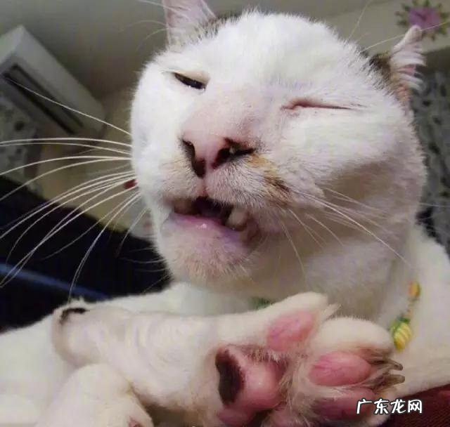 见过最丑的男人 那些年你见过丑得惊天动的猫有哪些