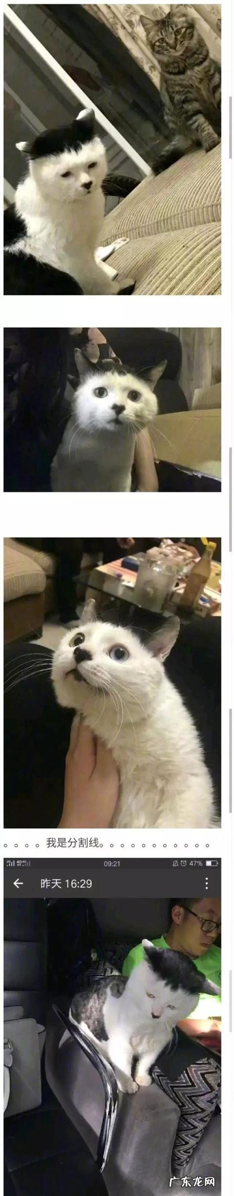 见过最丑的男人 那些年你见过丑得惊天动的猫有哪些